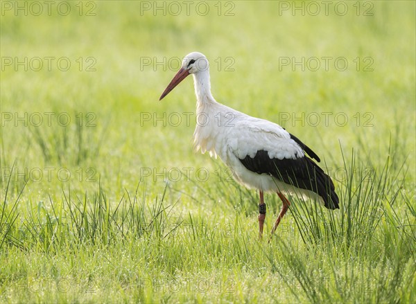White stork (Ciconia ciconia) foraging in a meadow in the early morning, dew beads on the grass,