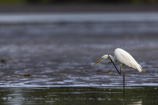Great Egret, (Egretta alba), standing relaxed in the shallows of a fish pond, Lusatia, Saxony
