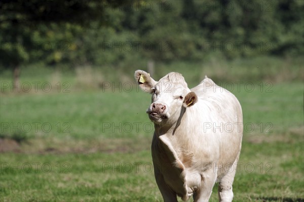 Domestic cattle (Bos taurus), Charolais, meadow, portrait, funny, Germany, A single cow stands in