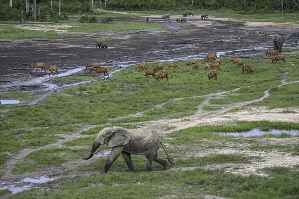 Forest elephants (Loxodonta cyclotis) and bongo antelopes (Tragelaphus eurycerus) in the Dzanga Bai
