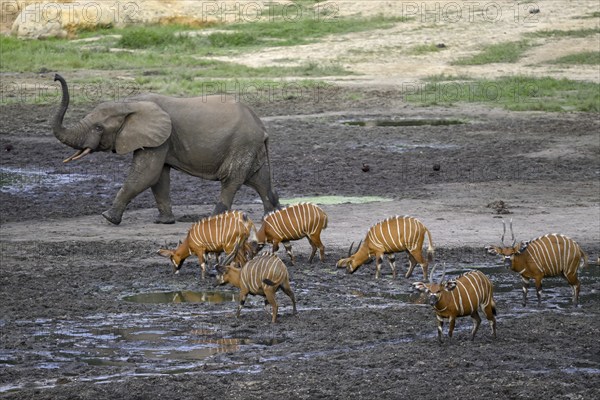 Forest elephant (Loxodonta cyclotis) and bongo antelope (Tragelaphus eurycerus) in the Dzanga Bai