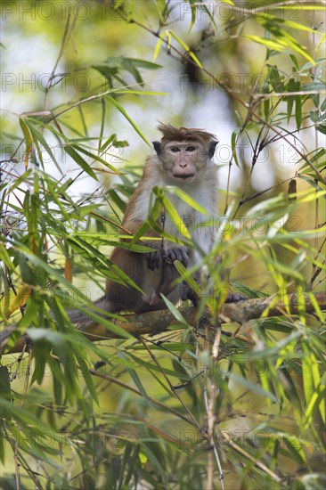 Ceylon hat monkey (Macaca sinica) on a bamboo by the Mahaweli River, Kandy, Central Province, Sri
