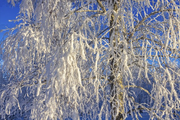 Snowy branches on a birch tree a sunny cold winter day