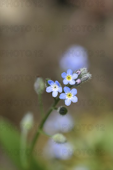 Field forget-me-not, field forget-me-not (Myosotis arvensis), flowers, on a wild field, Wilnsdorf,
