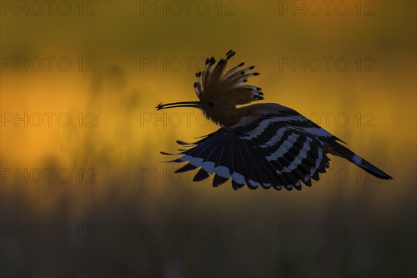 Hoopoe (Upupa epops) Bird of the Year 2022, with beetle as prey for the young bird, erect cap,