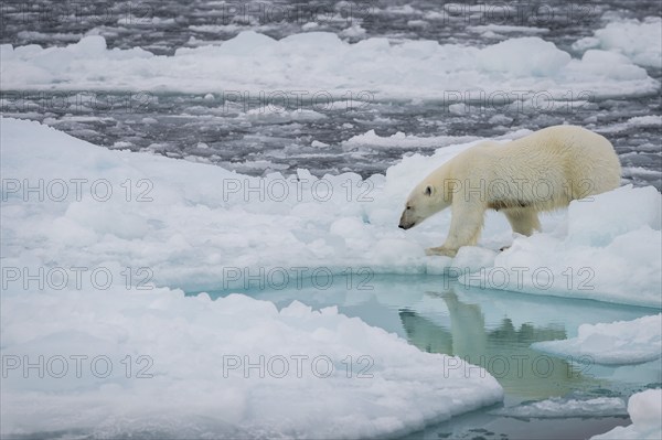 Polar bear (Ursus maritimus) on the pack ice at 82 degrees north reflected in the water, Svalbard