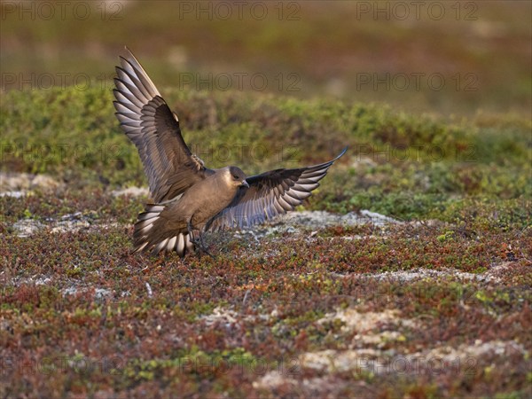 Arctic Skua (Stercorarius parasiticus), dark morph adult in flight landing in breeding territory in