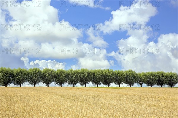 Row of white willows (Salix alba) trees lining road along wheat field on a cloudy day in summer