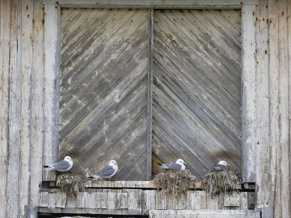 Black-legged kittiwake (Rissa tridactyla), breeding birds on nests, built on fishing harbour