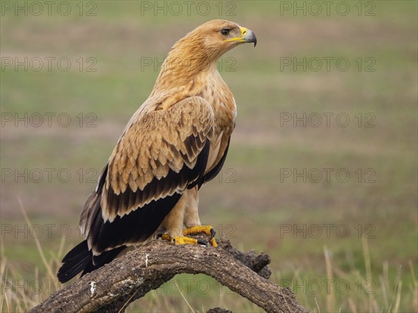 Spanish imperial eagle (Aquila adalberti), El Millaron Imperial Eagle Hid, Salorino, Extremadura