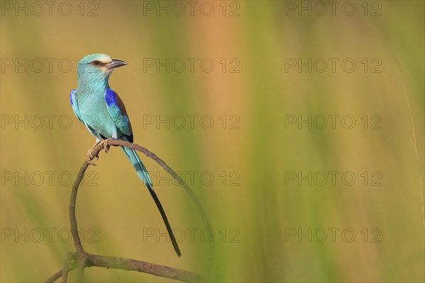 Abyssinian roller (Coracias abyssinica), Kuntaur rice fields, Kuntaur, South Bank, Gambia, Africa
