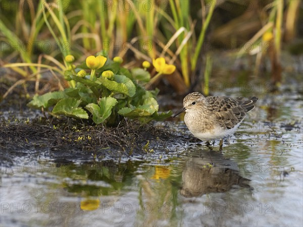Temminck's Stint (Calidris temminckii), foraging at edge of stream, Finnmark, Norway, Europe