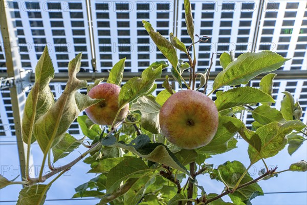 Agri-photovoltaic test plant, an apple tree plantation with two different systems of PV modules was