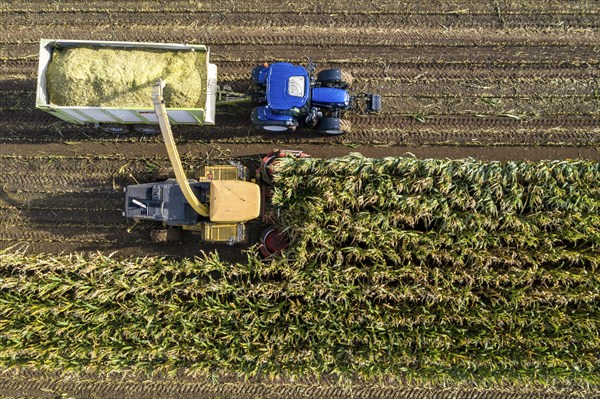 Maize harvest, combine harvester, chopper works its way through a maize field, the silage is pumped