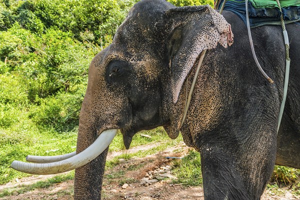 Asian elephant (Elephas maximus), Thai, Thai, Asian, trunk, animal, mammal, animal park, ivory,