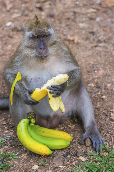 Monkey with banana in temple Wat Sok Tham, macaque, mammal, gazing, gazing, wild, free-living,