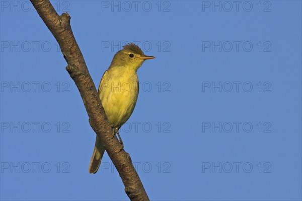 Yellow warbler, (Hippolais icterina), Hypolaïs ictérine, Zarcero Icterino, Offstein sewage ponds,