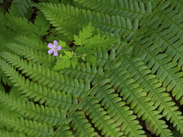 Male fern (Dryopteris filix-mas), single frond with Wood Cranesbill (Geranium sylvaticum) growing
