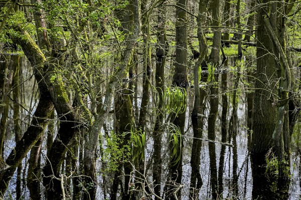 Ochsenmoor nature reserve, flooded, water, flood, climate, climate change, forest, moor, heavy