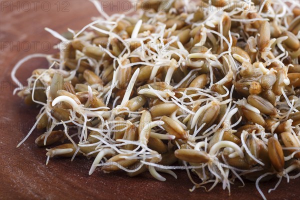 Heap of germinated rye on brown wooden background, close up, side view