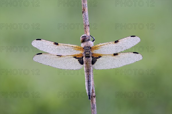 Four-spotted chaser (Libellula quadrimaculata), resting, in a meadow, with dewdrops, morning,