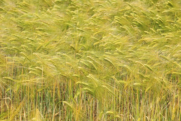 Crop of barley growing in field, Shottisham, Suffolk Sandlings, England, UK
