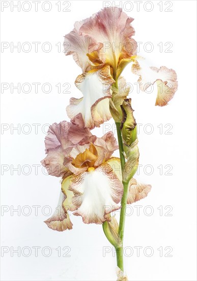 Beautiful multicolored iris flower isolated in white. Close up