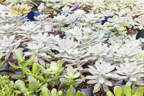 Various types of succulent in flower pots in the greenhouse. Closeup, selective focus
