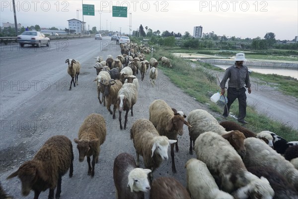 A shepherd with his flock of sheep, Iran, Amol, 17/05/2016, Asia