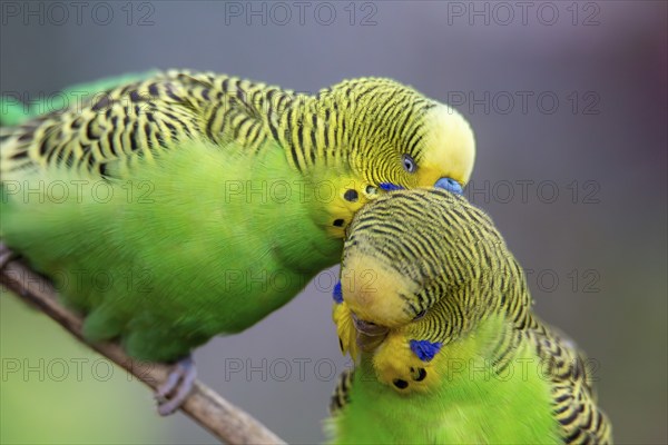 Close-up of two budgies that obviously like each other