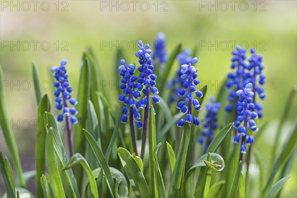 Blooming hyacinth in the botanical garden in spring