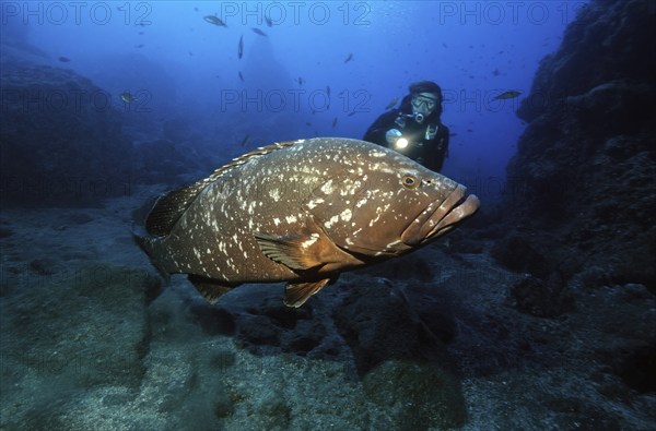 Diver looking at swims very close to very large specimen of dusky grouper (Epinephelus marginatus)