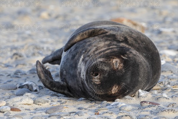 Grey seal baby in black fur lying on the beach on the island of Düne near Helgoland, Germany,