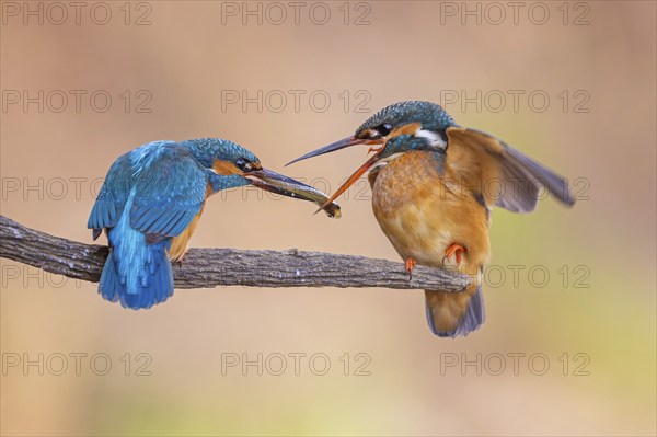 Common kingfisher (Alcedo atthis) Indicator of clean watercourses, courtship feeding, pair