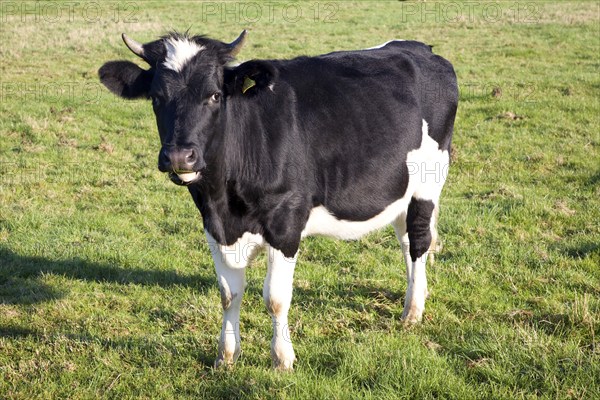 Holstein calf with horns on grass meadow