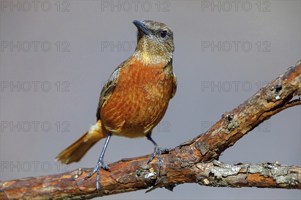 Cliff thrush, (Monticola rupestris), Monticole rocar, Cape rock thrush, A31, Mokhotlong District,