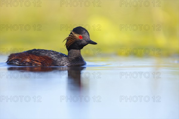 Black-necked grebe (Podiceps nigricollis), swimming in the water, Hides de El Taray / Floating Hid,