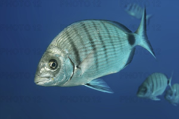 Close-up of Great White Seabream (Diplodus sargus), East Atlantic, Fuerteventura, Canary Islands,