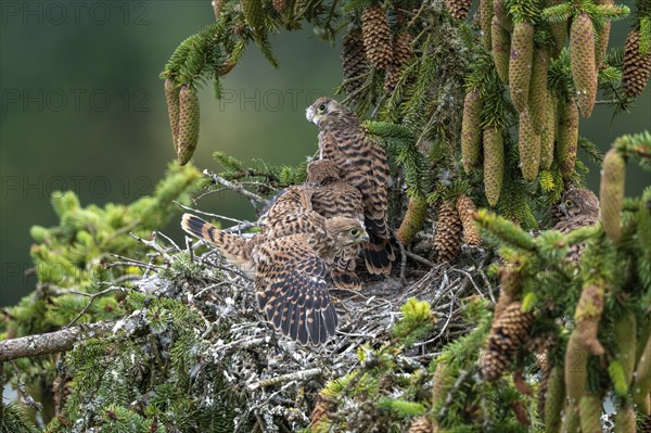 Common kestrel (Falco tinnunculus), young birds not yet ready to fly in the nest,