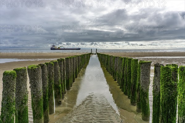 North Sea coast in Zeeland, called Zeeland Riviera, breakwater, made of wooden piles, near