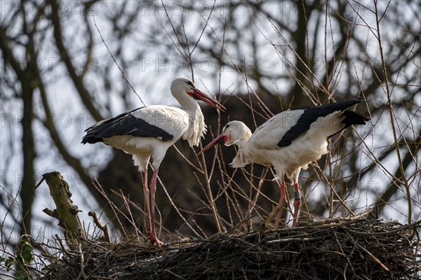 White storks, in the stork care centre Wesermarsch, near Berne, on the river Berne, up to 50 pairs
