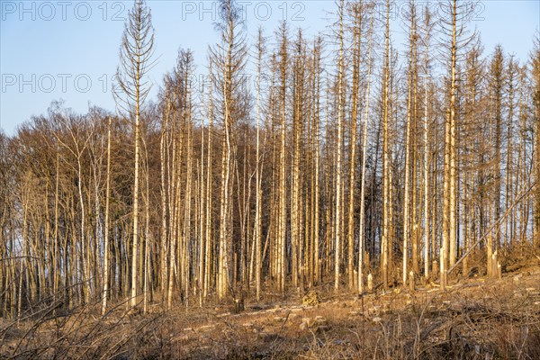 Cleared forest area north of the village of Hirschberg, Soest district, dead spruce stands were