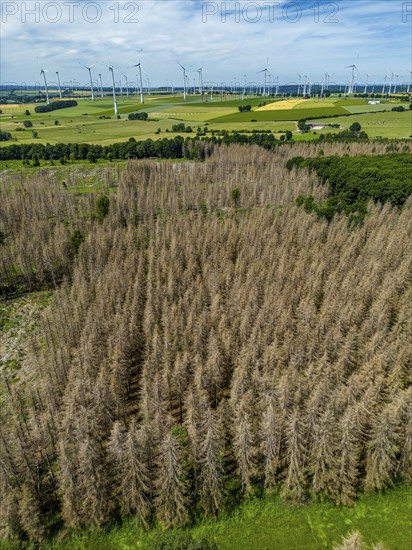 Cleared forest in the Eggegebirge, near Lichtenau, Paderborn district, site of a spruce forest that