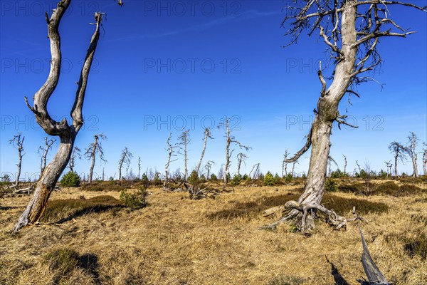 Noir Flohay ghost forest, remnants of a forest fire from 2011 in the High Fens, high moor, in the