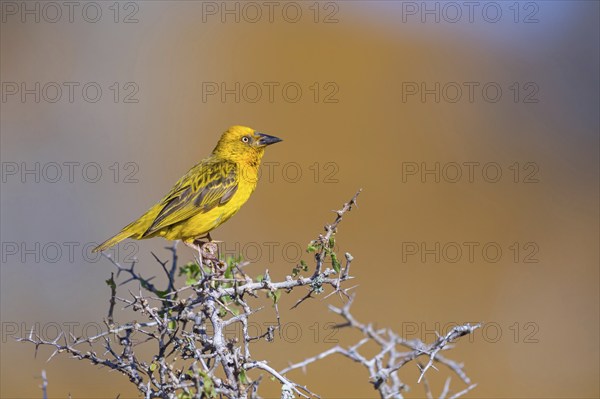 Cape weaver (Ploceus capensis), West Coast National Park, Langebaan, Western Cape, South Africa,