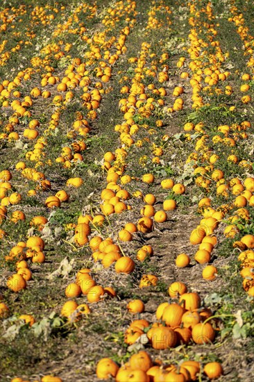 Pumpkin field, ripe pumpkins, shortly in front of harvest, near Neuss, North Rhine-Westphalia,
