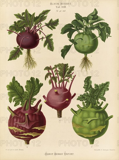 Vegetables, white and red kohlrabi, blue kohlrabi, after Ernst Samuel Benary (10 November 1819, 19