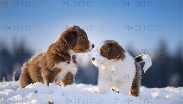 KI generated, dog, dogs, puppy, one, two, three, play, snow, winter, autumn leaves, blue sky,