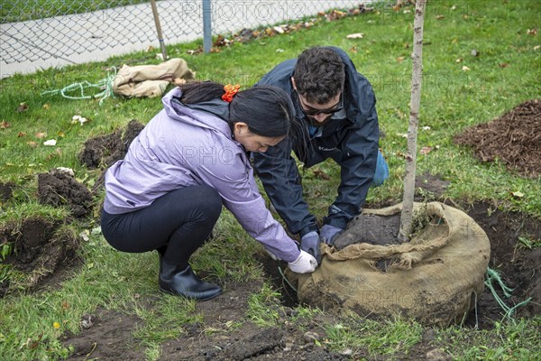 Detroit, Michigan, The nonprofit Greening of Detroit plants trees in the Morningside neighborhood.