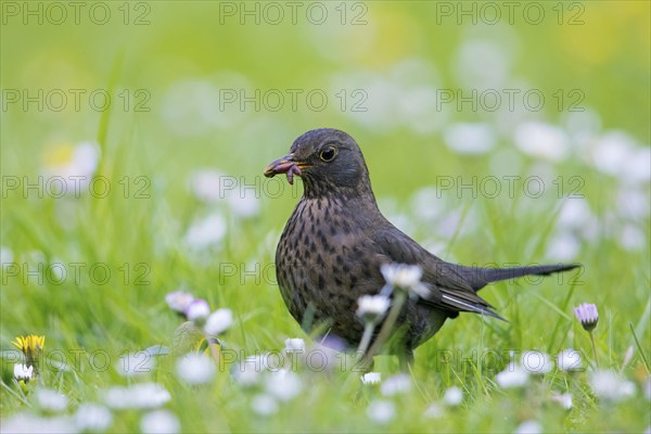 Common blackbird, Eurasian blackbird (Turdus merula) female foraging in grassland, meadow with